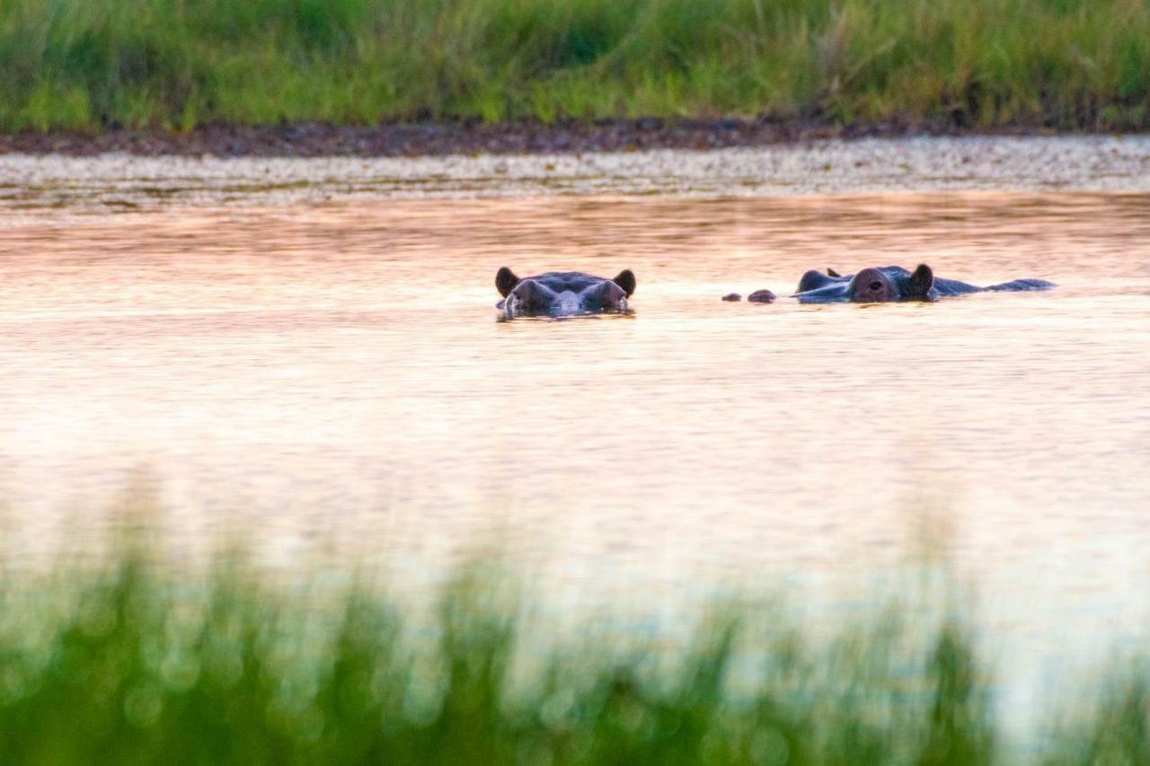 Sitatunga Campsite Maun Buitenkant foto